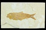 Fossil Fish (Knightia) - Green River Formation #122886-1